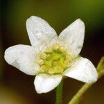 Micranthes californica Flower