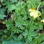 Potentilla aurea Облик