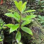 Frangula azorica 葉
