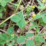 Medicago lupulina ഇല