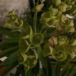 Euphorbia dendroides Листок