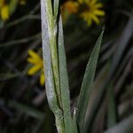 Pityopsis graminifolia Escorça