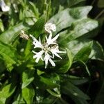 Silene flos-cuculi花