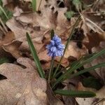 Muscari azureum Lorea