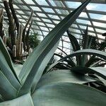 Agave guiengola Hábito