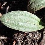 Tuberaria lignosa Blatt