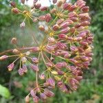 Thapsia villosa Fruit