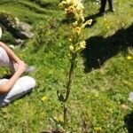 Pedicularis ascendens Flower