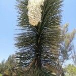 Yucca brevifolia ফুল