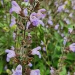 Salvia fruticosa花