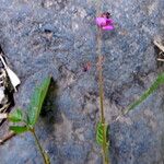 Alysicarpus vaginalis Floare