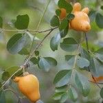 Solanum mammosum Plante entière