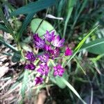 Allium drummondii Цветок