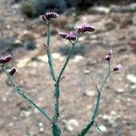 Limonium mucronatum Flower