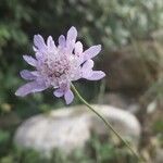 Knautia integrifolia Mosusu