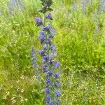 Echium vulgareFlower