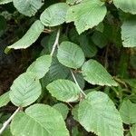 Alnus alnobetula Liść