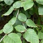 Alnus alnobetula Blatt