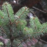 Abies cephalonica Fuelha