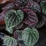 Peperomia caperata 葉