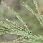 Diplachne fusca Fula