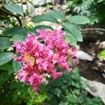 Lagerstroemia indicaFleur