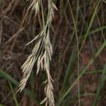 Festuca flavescens Λουλούδι