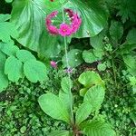 Primula bulleyana Květ