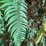 Polystichum munitum Foglia