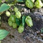 Humulus lupulusFrukto