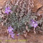 Campanula mollis Habit