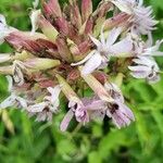 Saponaria officinalisΛουλούδι