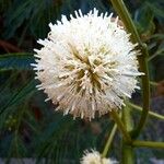 Leucaena leucocephala Květ