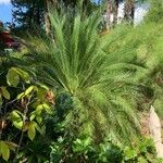 Macrozamia moorei Hoja