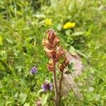 Orobanche gracilis 花