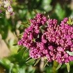Mutellina adonidifolia 花