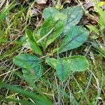 Hieracium venosum Liść