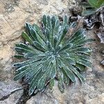 Saxifraga longifolia Leaf