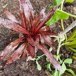 Lobelia cardinalis Leaf