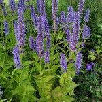 Agastache rugosa عادت داشتن