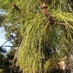 Pinus canariensis List