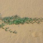 Astragalus vogelii Habit