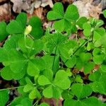 Oxalis stricta Leaf