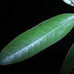 Ocotea cujumary Leaf