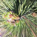 Pinus heldreichii Blatt