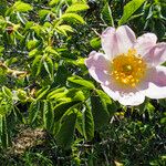 Rosa corymbifera 花