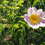 Rosa corymbifera Floare