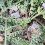 Astragalus asterias পাতা