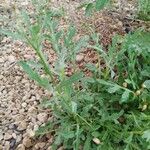 Volutaria tubuliflora Hoja
