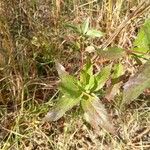 Eupatorium altissimum Levél